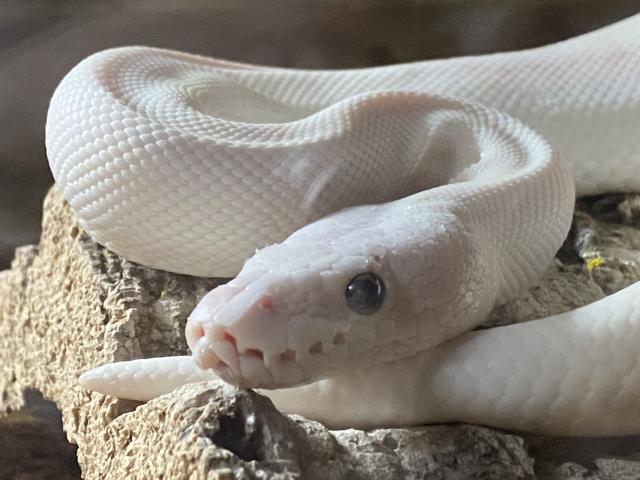 Königsphyton crystal 0.1+Blue Eyed lencistic 0.1  - Schlangen Python - Schkeuditz 