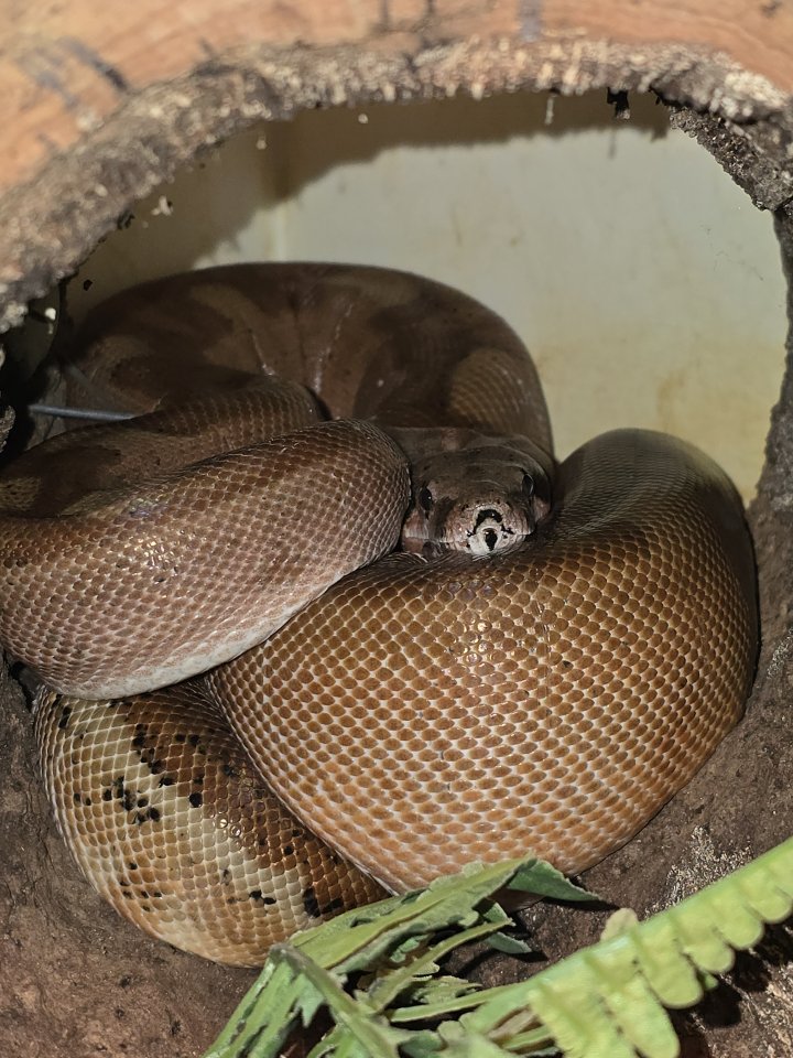 Wunderschöne Zwerg Boa / mit Terrarium - Schlangen - Hannover
