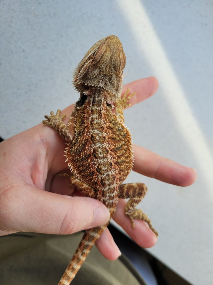 Farbbartagamen Babys suchen Zuhause - Bartagame - Wittingen