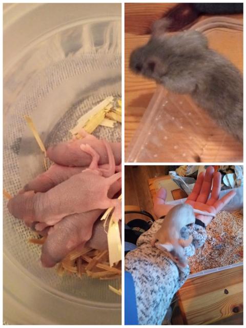 Futtermäuse - Futtertiere - Markranstädt - Lindennaundorf