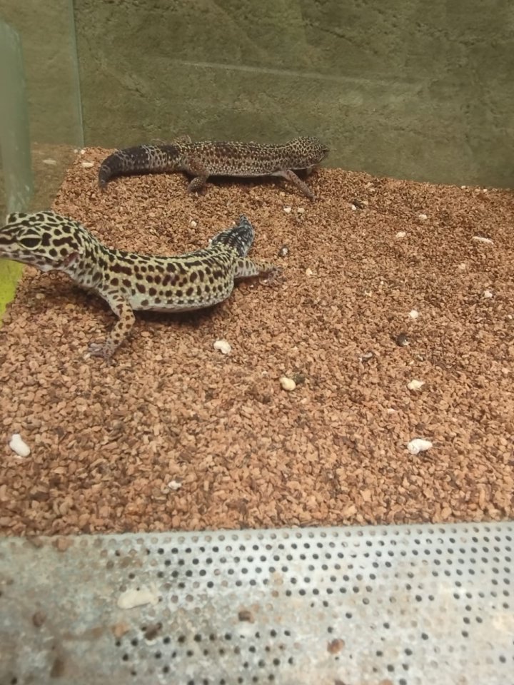 Leopardgeckos plus Terrarium - Gecko - Weinstadt