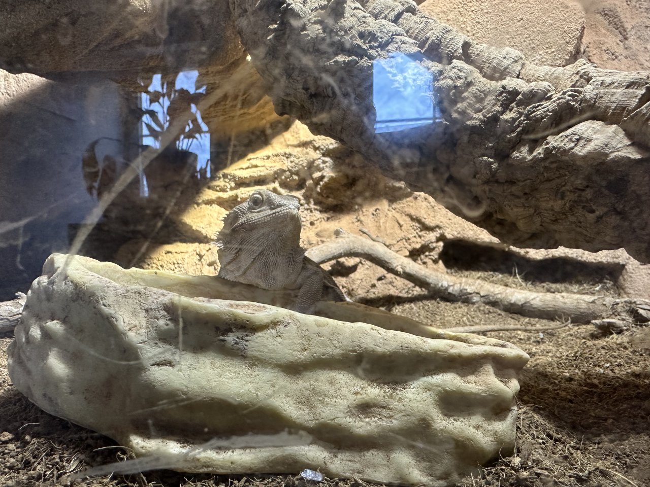 Bartagamen mit Terrarium - Bartagame - München 