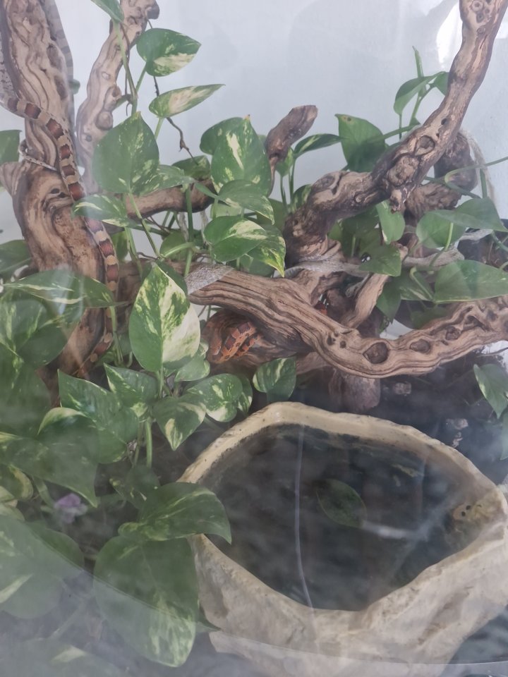 3 Kornnattern mit Terrarium - Schlangen - Langenau