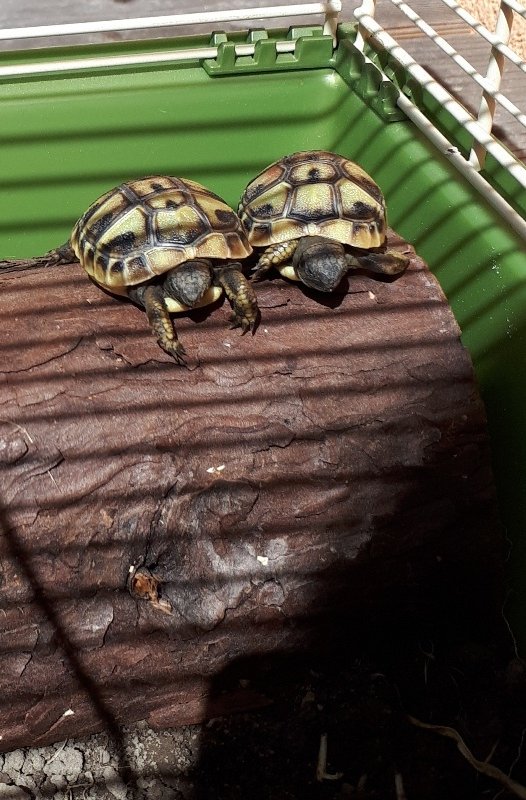 Griechische Landschildkröten - Schildkroeten - Salzburg / Österreich