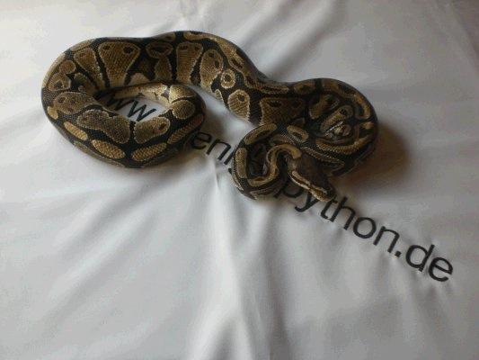 Gebe 7 Königspython ab - Schlangen Python - Rehling