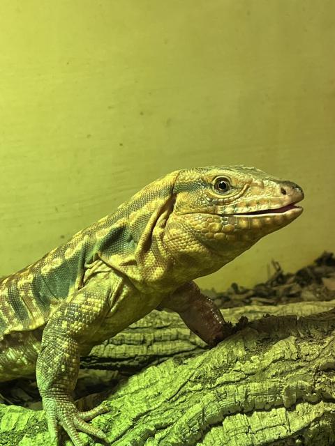 1.0 Roter Teju abzugeben - Sonstige Reptilien - Eigeltingen