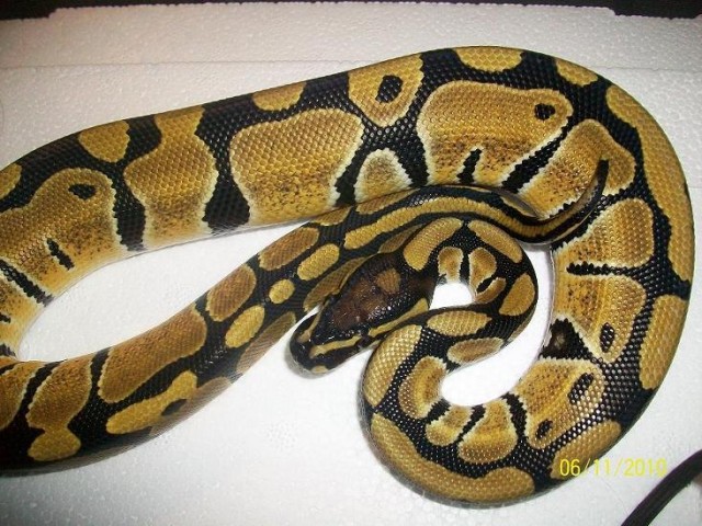 Python regius 1.0 Vanilla von 10.2010 - Schlangen Python - Rehden