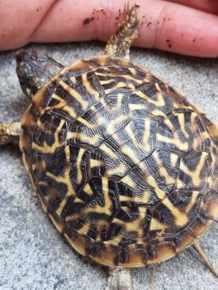 Terrapene ornata ornata eigene NZ 2022 - Schildkroeten - Hasselroth