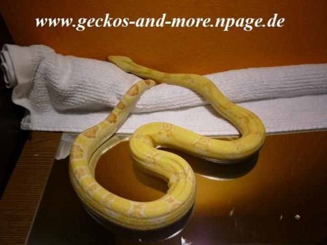 Boa constrictor Morphen - Schlangen Boa - Cottbus