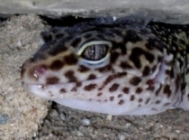 1.2 Leopardgeckos - Gecko - 