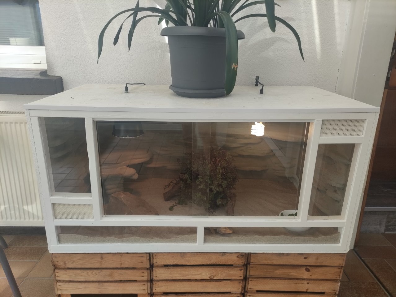 Bartagame mit Terrarium und viel Zubehör - Bartagame - Edertal