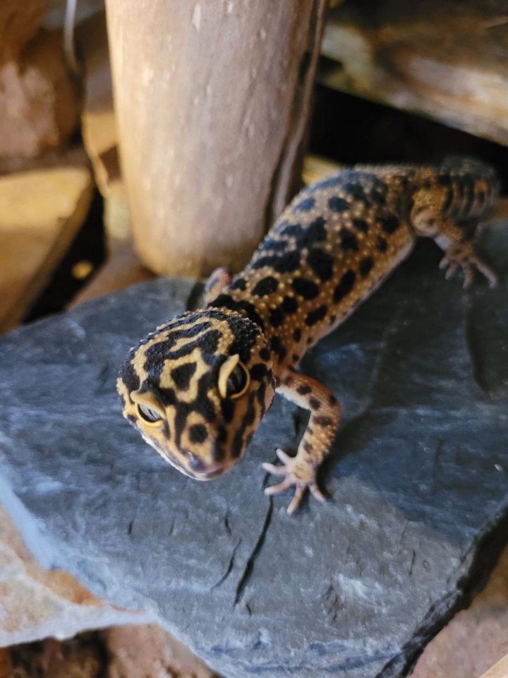 Verkaufe 3 Leopardgeckos - Gecko - Ritterhude