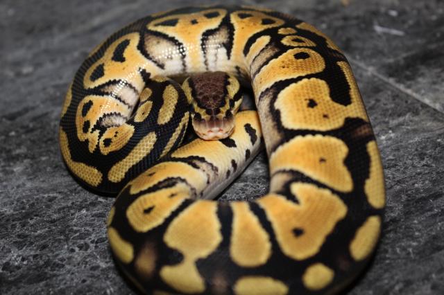 1.1 Pastel 100% GS 50% Het Clown - Schlangen Python - Wunsiedel 