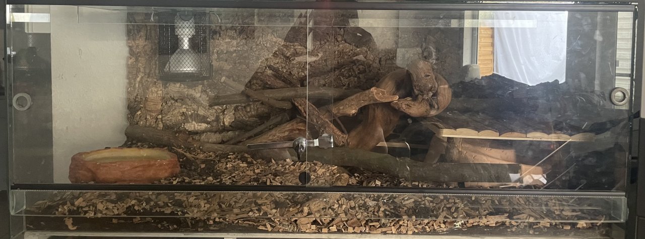 2 Kornnattern mit Terrarium - Schlangen - Mühltal