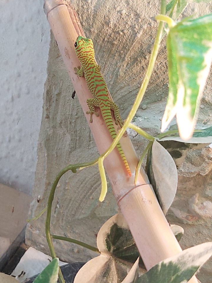Phelsuma grandis - Madagaskar Taggecko - Gecko - Zschorlau