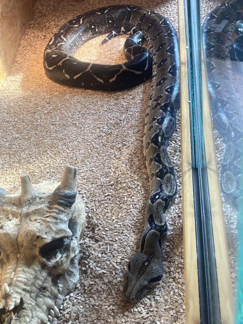 Boa Constrictor Imperator  - Schlangen Boa - Wiesbaden
