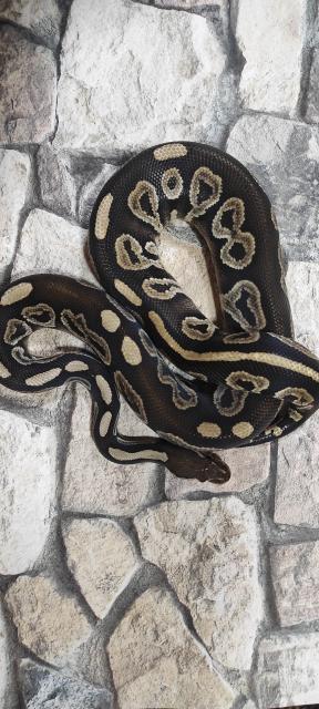 Königspython zum abgeben - Schlangen Python - Lauf An Der Pegnitz