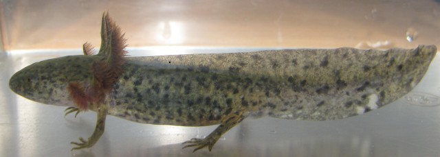 Junge Axolotl - Salamander - Aichach