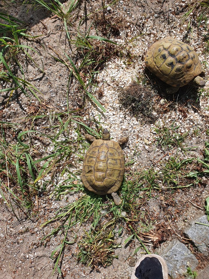 Griechische Landschildkröte Thb Weibchen adult 15 Jahre alt, eierlegend - Schildkroeten - Petershagen