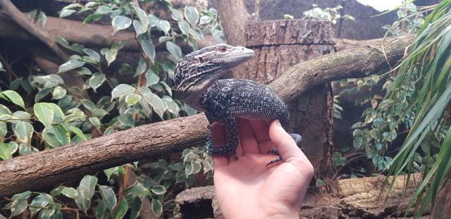 Varanus macraei DNZ - Warane - Xanten