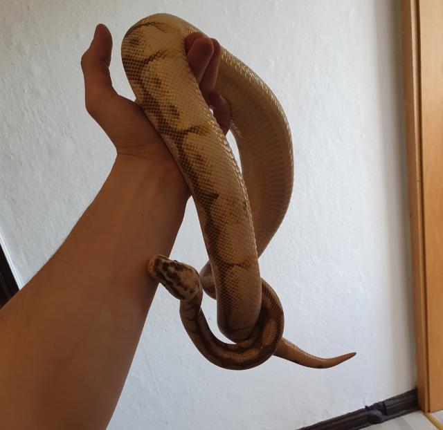 Königspythen und Terrarien suchen neues Zuhause - Schlangen Python - Peine