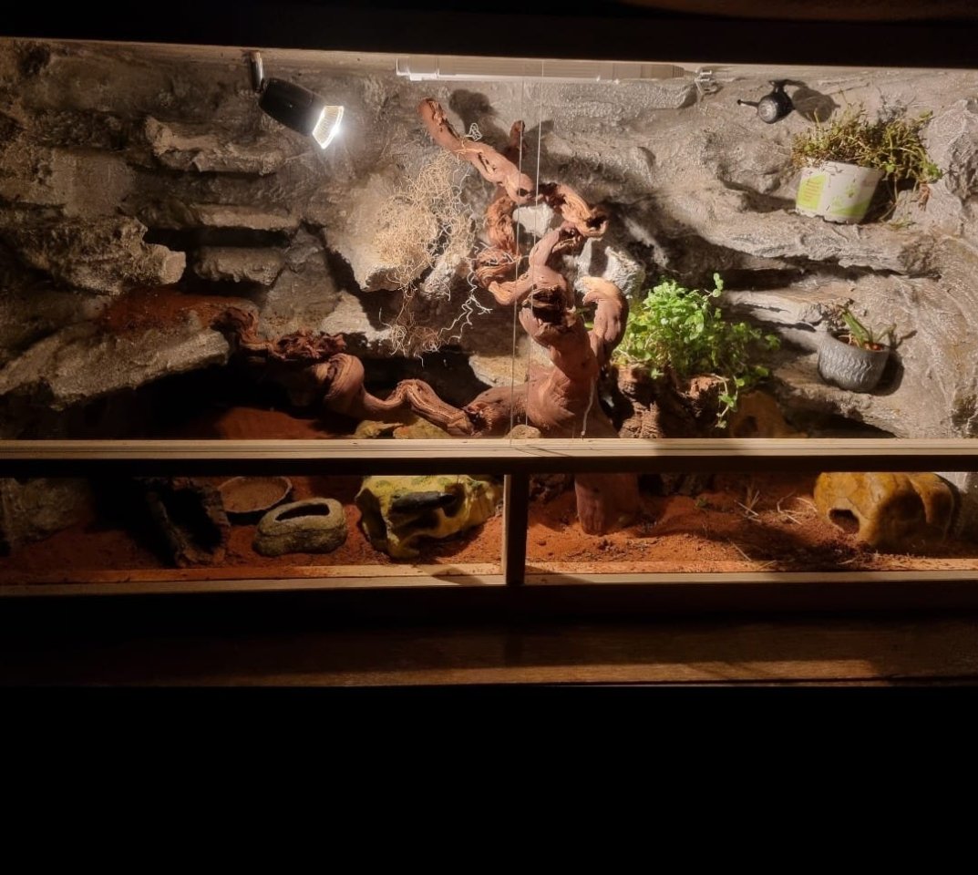 0.3. Leopardgeckos mit Terrarium und Zubehör - Gecko - Tittmoning
