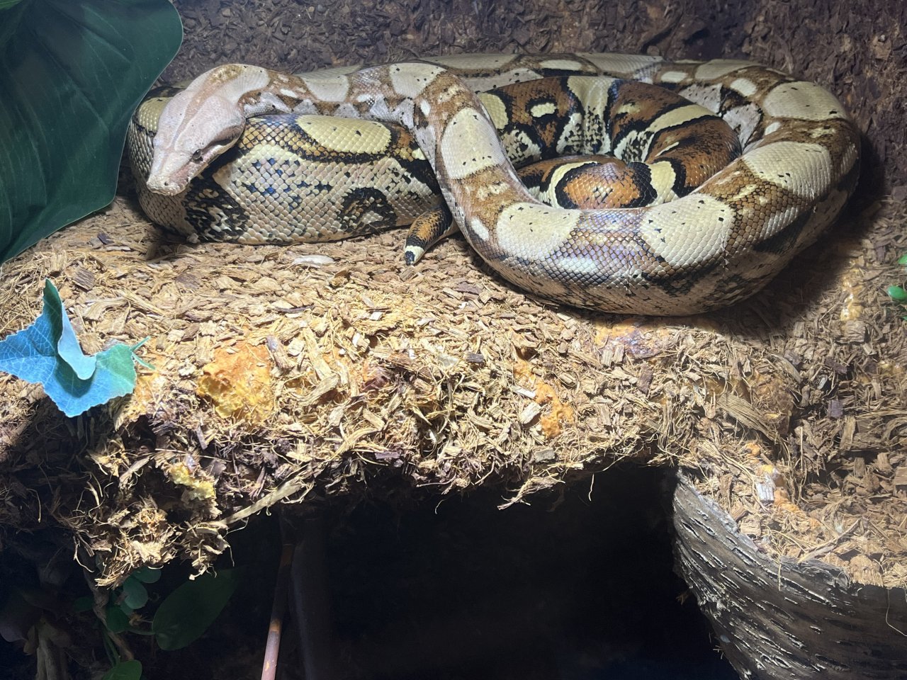 Boa Constrictor Abgottschlange evtl Mix - Schlangen - 51503 Rösrath 