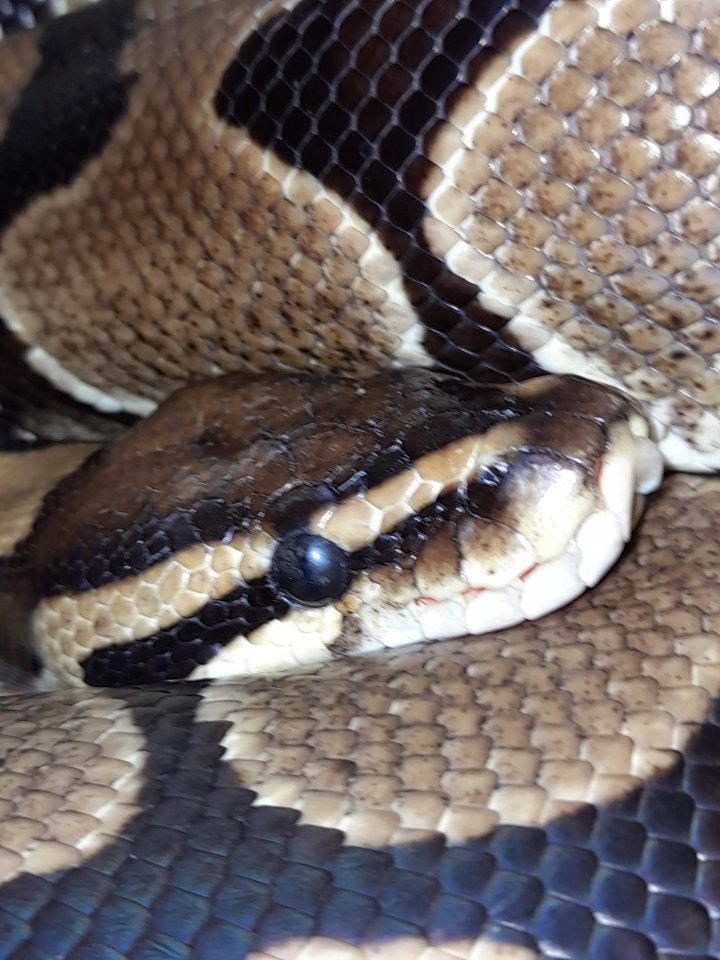 Verkaufe 2 meiner Reptilien aus Platz gründen - Schlangen - Minden