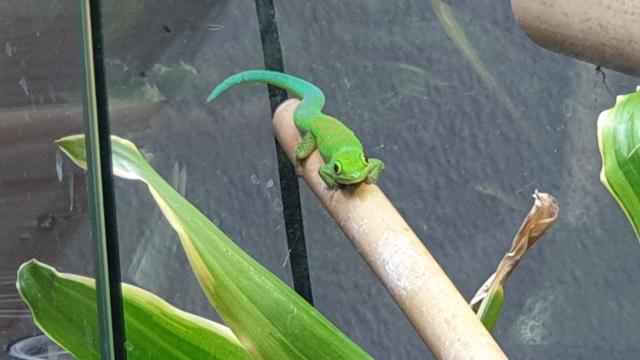 Phelsuma pasteuri  - Gecko - Stutensee