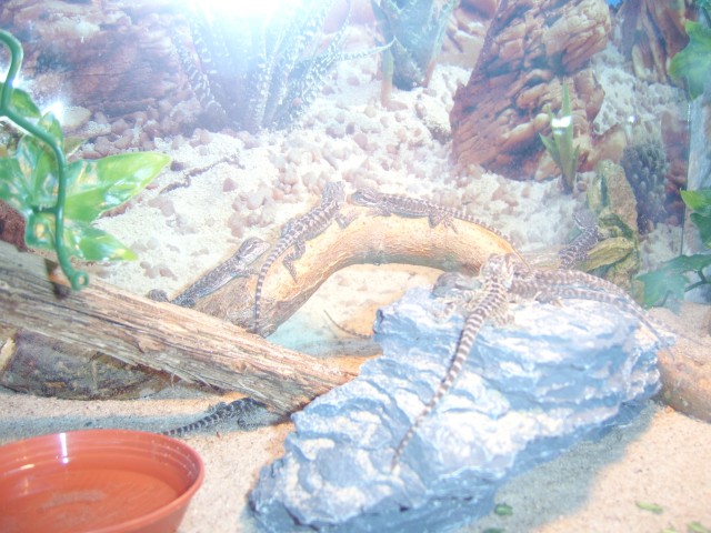 28 Bartagamen - Babys aus eigener Nachzucht - Bartagame - 87719