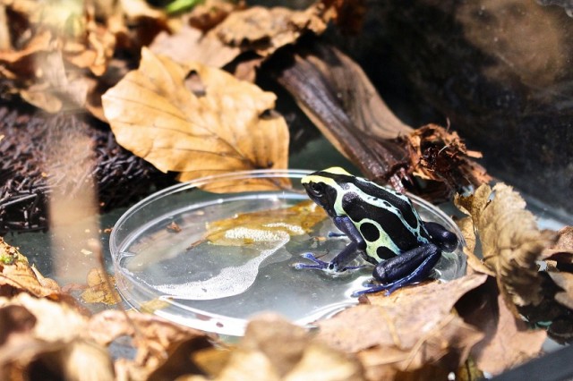 Färberfrosch Dendrobates tinctorius Pfeilgiftfrösche - Frosch - Kiel