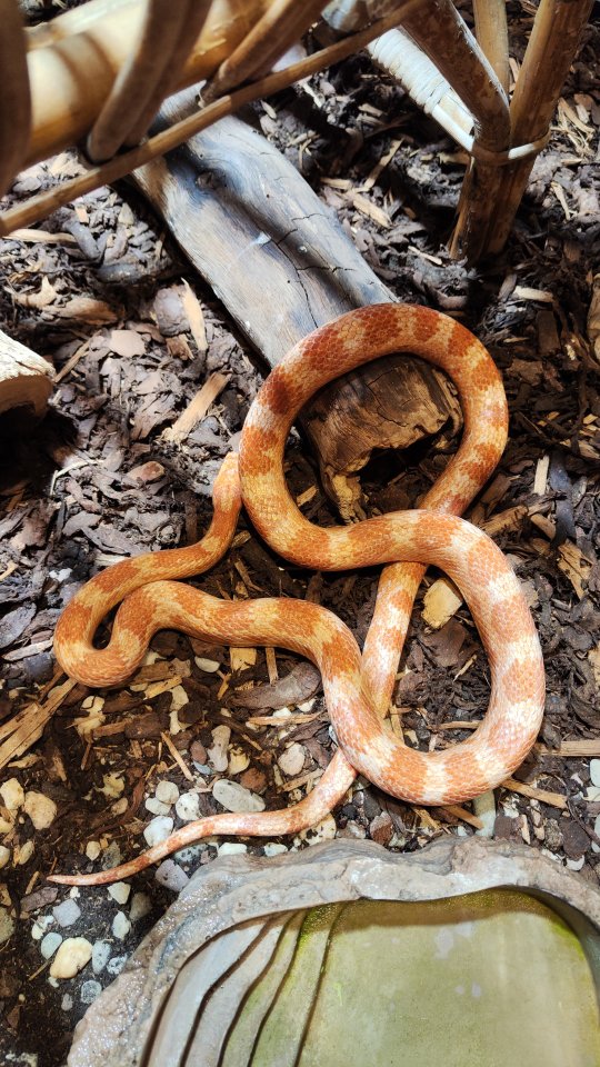 Kornnattern abzugeben - Schlangen - Chieming