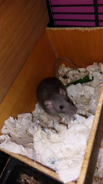 Ab und an futterratten - Futtertiere - Berlin - Weissensee