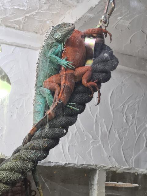 Leguanpärchen - Leguan - Borkum