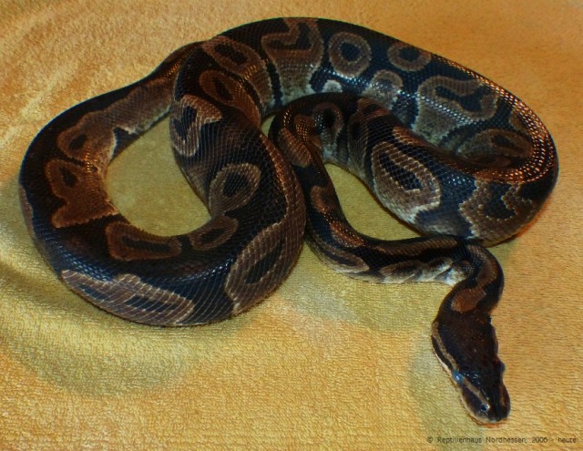 1,0 Königspython, Python regius, Altersruhestand, NZ 1999 - Schlangen Python - Witzenhausen