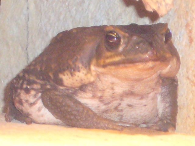 Aga Kröten - Frosch - Augsburg