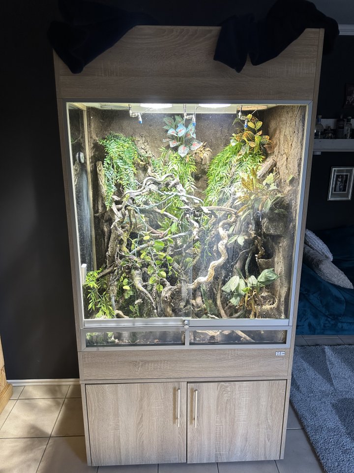 Chamäleon mit Terrarium - Chamaeleon - Burglengenfeld