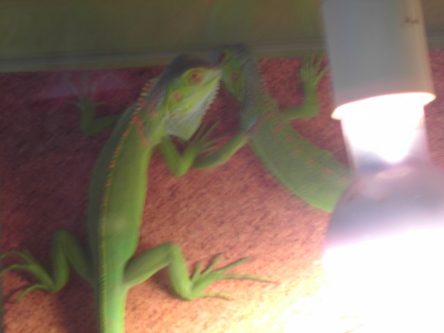 2 Leguane dringend Abzugeben - Leguan - Geesthacht