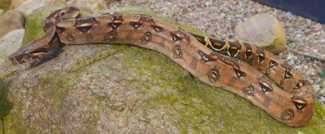 1.0 Boa constrictor constrictor  DNZ 2010 - Schlangen Boa - Borstel