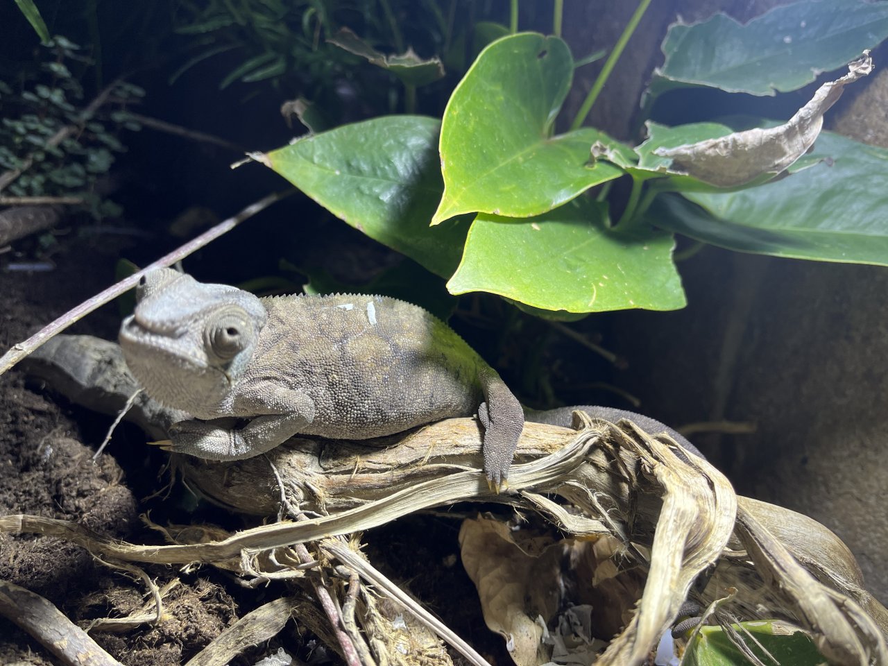 Panther Chamäleon mit Terrarium - Chamaeleon - Gelnhausen