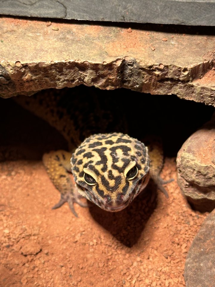 Leopardgecko-Männchen - Gecko - Frankfurt am Main