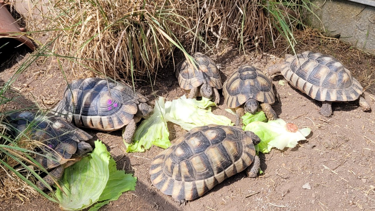 Testudo Marginata NZ 2014 - Schildkroeten - Stadtlauringen