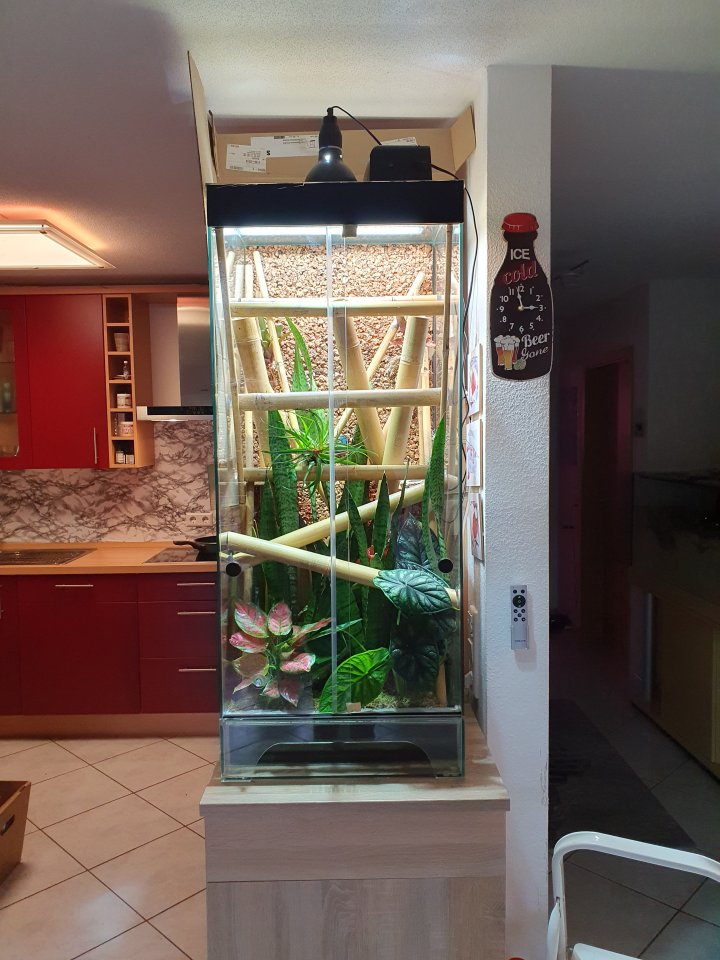 Phelsuma Klemmeri Taggeck mit Terrarium und Technik - Gecko - Müllheim