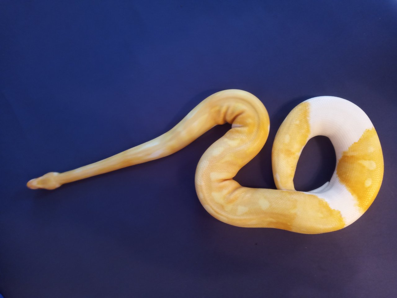 0.1 Albino Piebald DNZ 2019 - Schlangen - Aichhalden