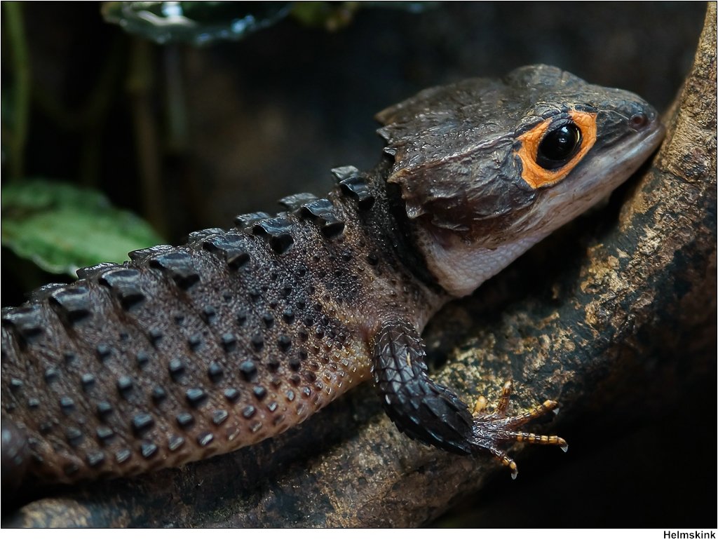 Rotaugen Helmskink, Buschkrokodil, Tribolonotus gracilis, 0.1, DNZ - Echsen - Recke