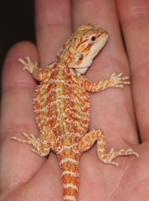 Farbbartagamen Multicolour 100% Hypo und Het für Hypo - Bartagame Farbbartagame - Mönchengladbach