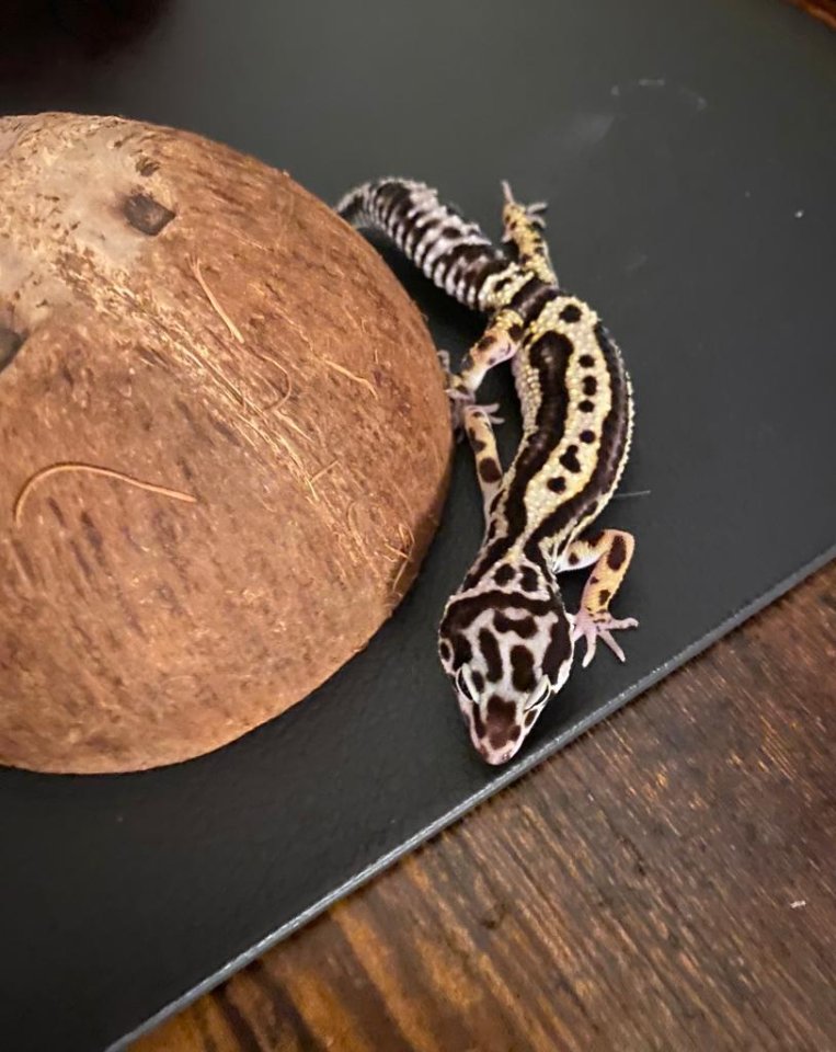 Pet Only MS Bold Stripe Bandit 0.0.1 2022 - Gecko - Düsseldorf