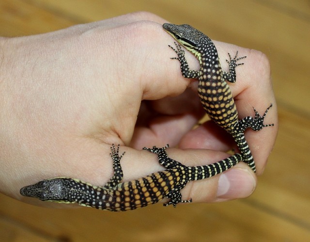 Biete ENZ Varanus glauerti - Warane - Berlin