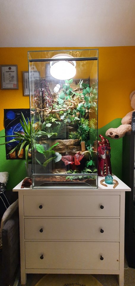 Terrarium und Jemen Chamäleon - Chamaeleon - Cottbus