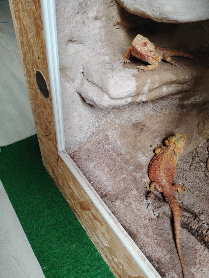 2 schöne farbbartagamen abzugeben - Bartagame - Gotha